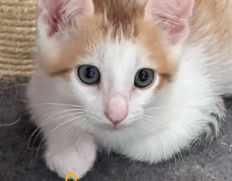 ALI