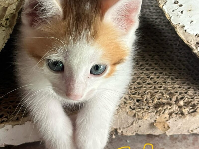 ALI