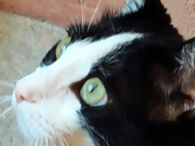 MARCEL
