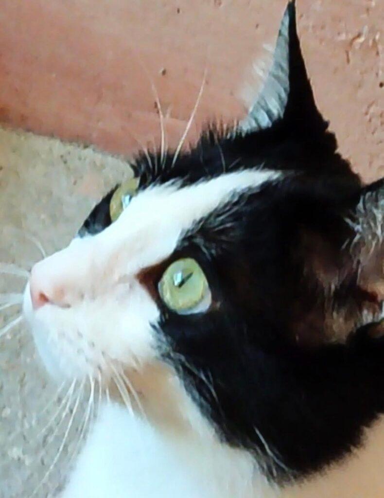 MARCEL