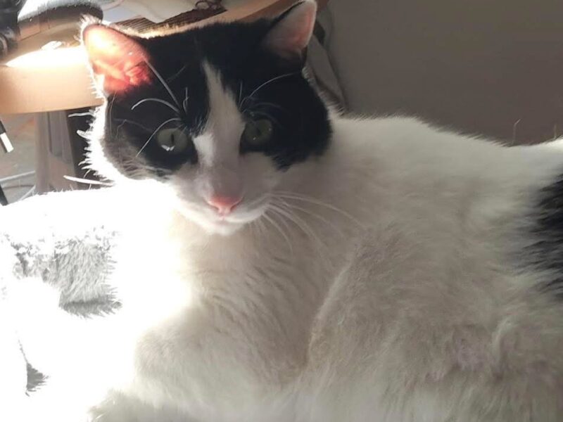 MARCEL