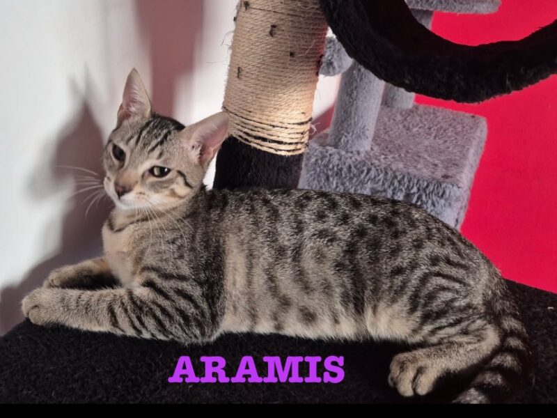 ARAMIS