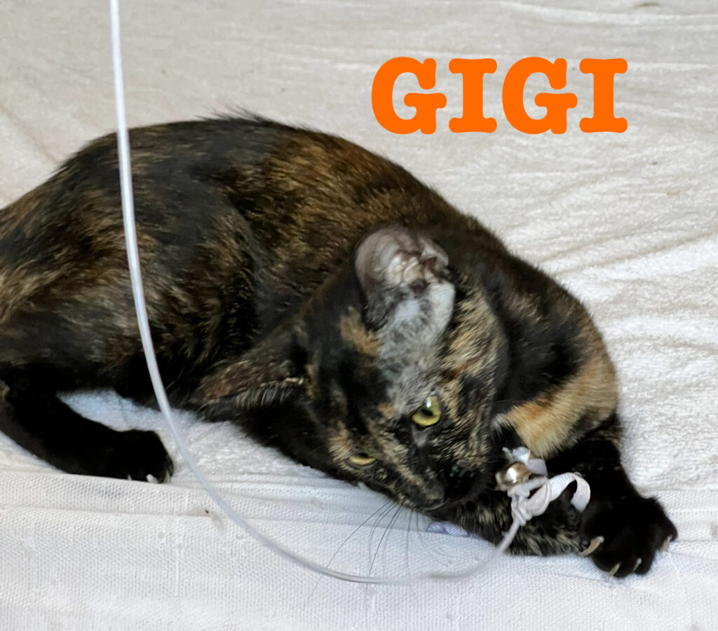 GIGI
