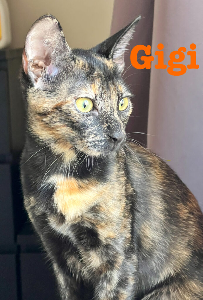 GIGI