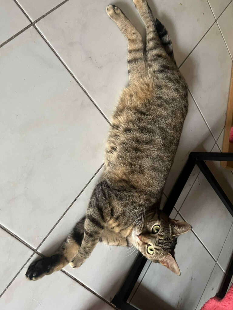 MAÏTÉNA