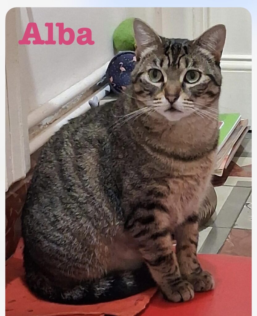 ALBA