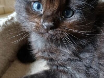 TITUS