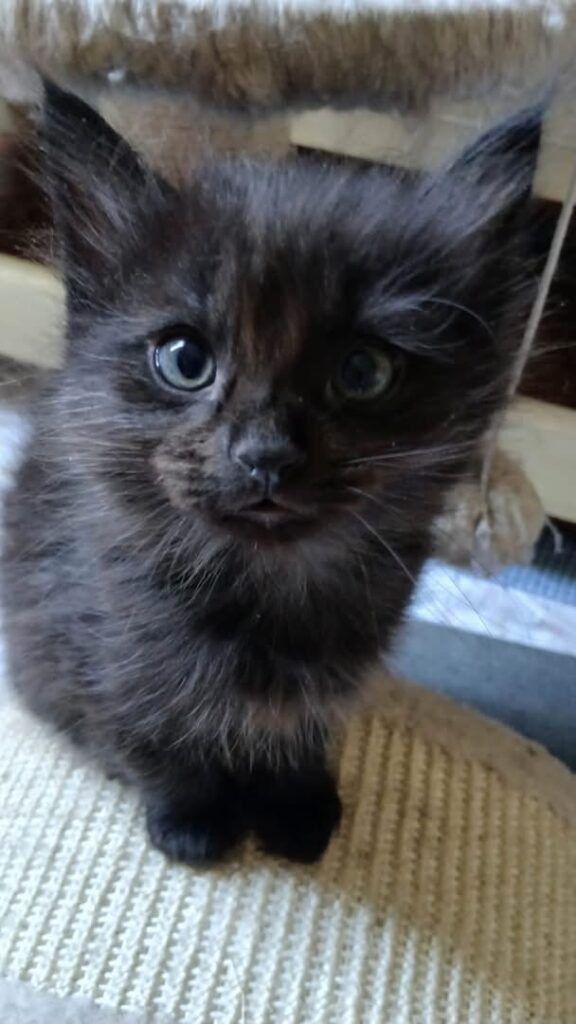 TITUS