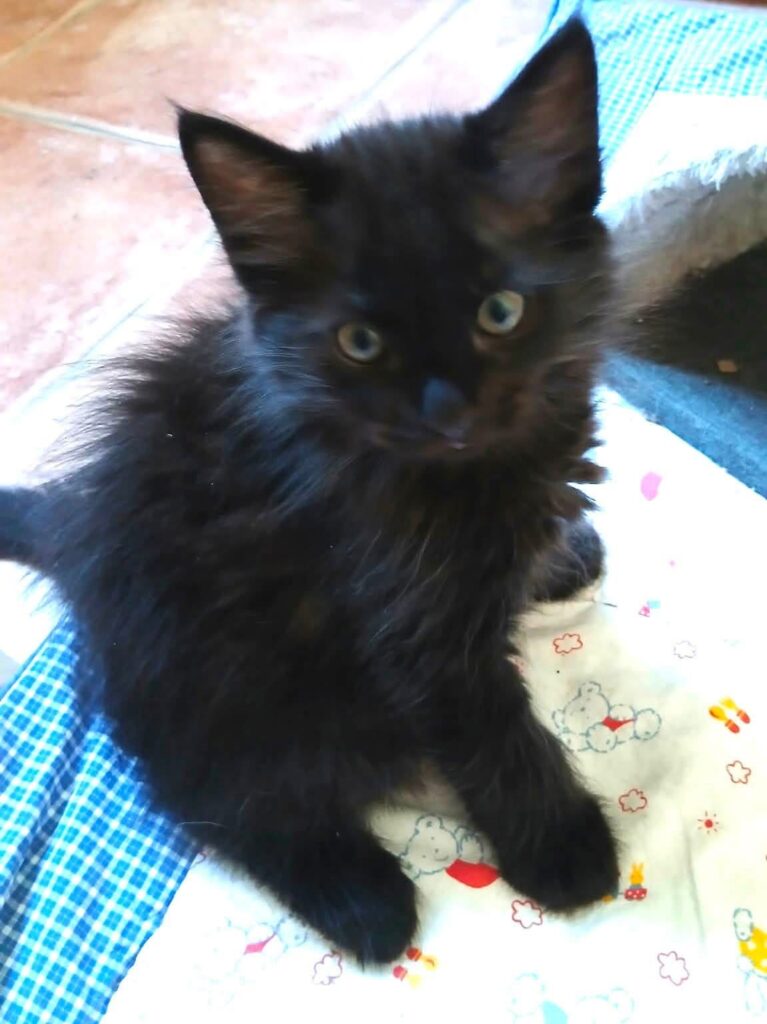 TITUS