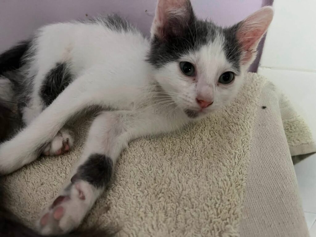 BAMBINO