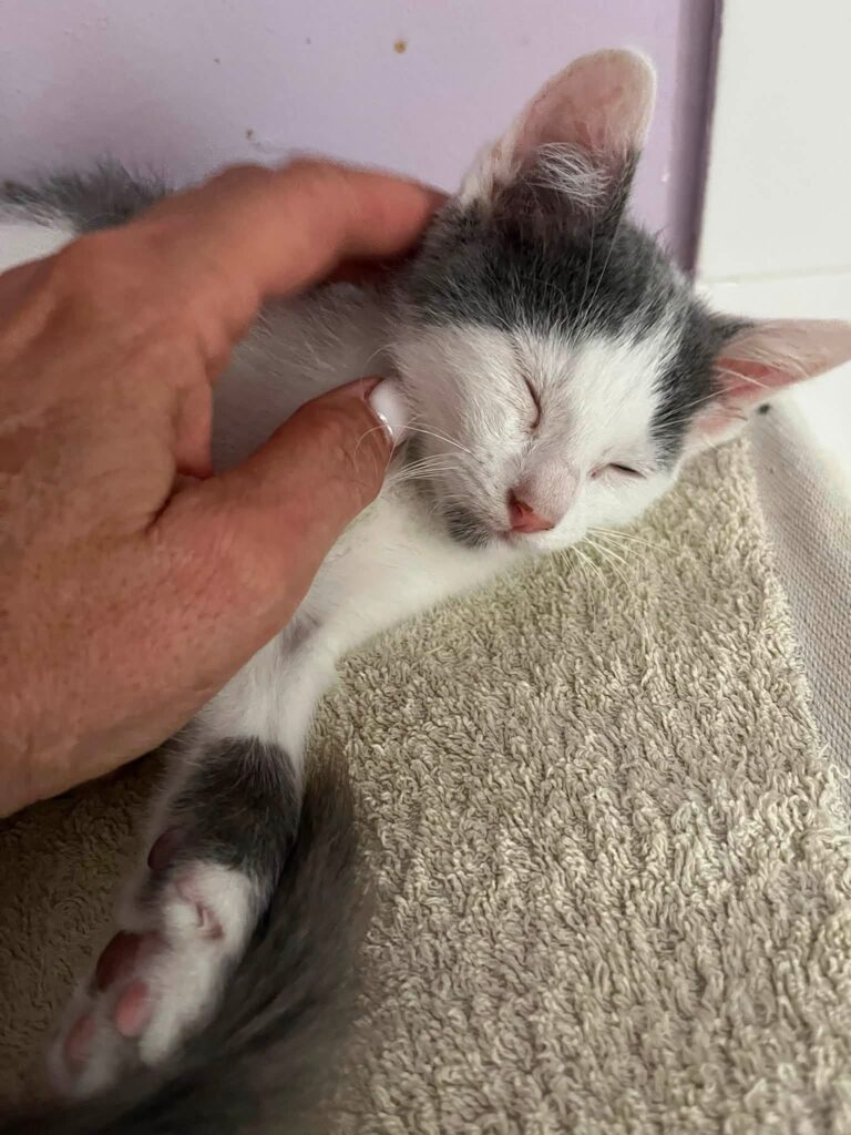 BAMBINO