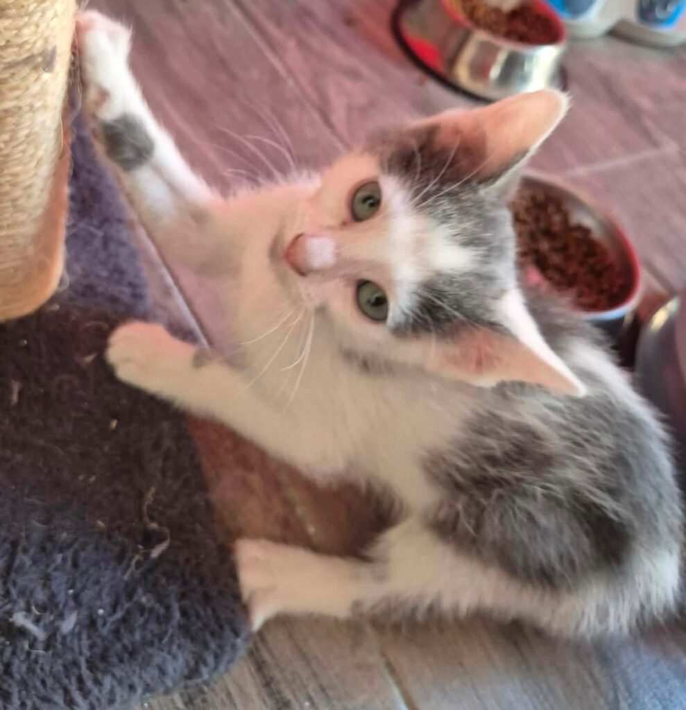 BAMBINO