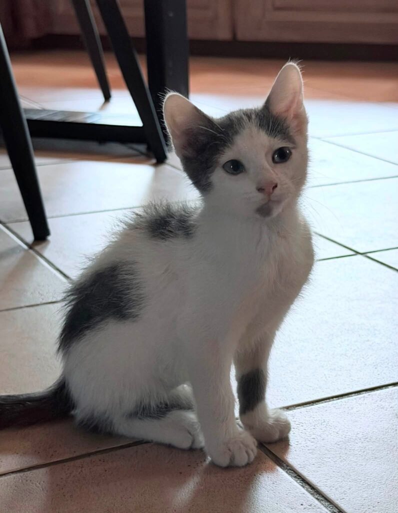 BAMBINO