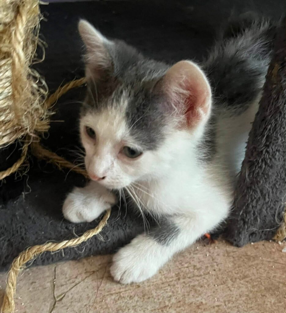 BAMBINO