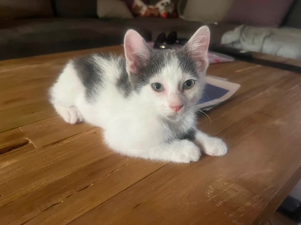 BAMBINO