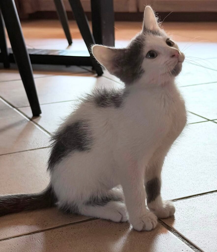BAMBINO