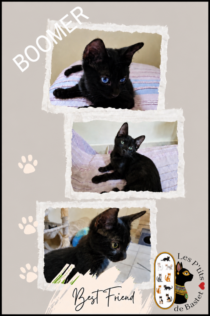 BENJI BRISEIS BOOMER