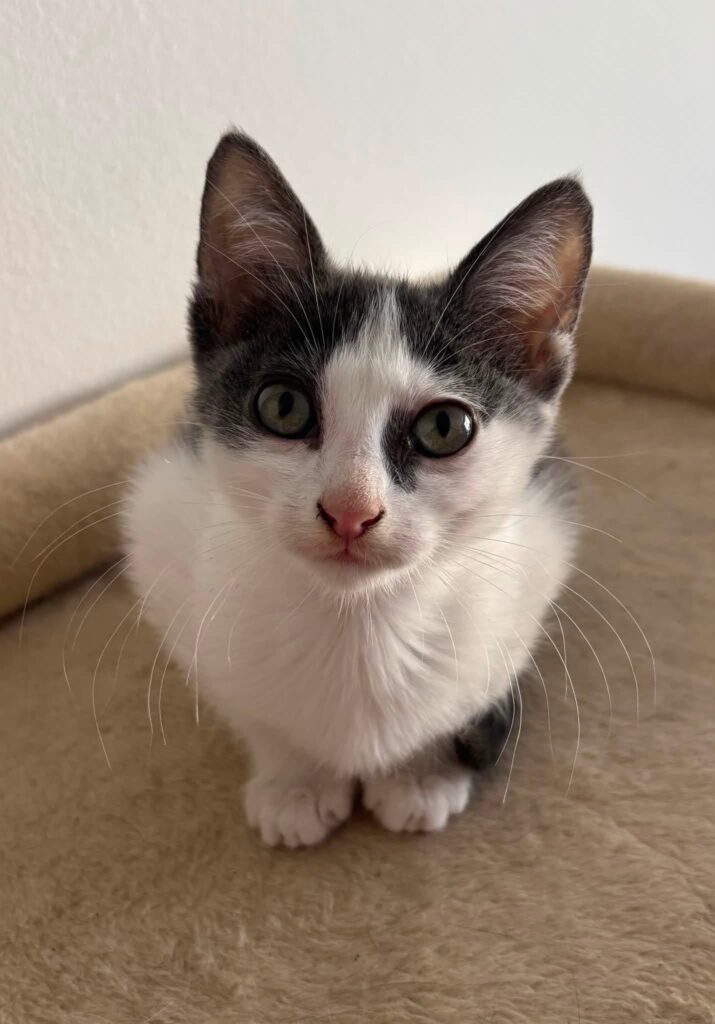 LUNA