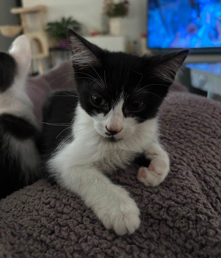MIA