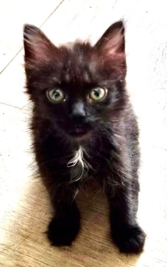 Patouille