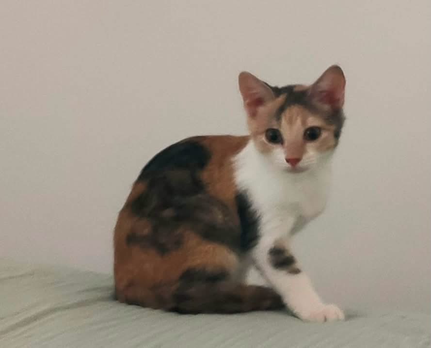 Diva
