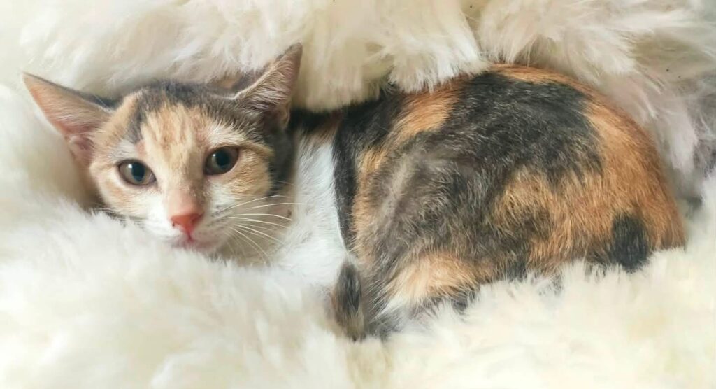 Diva
