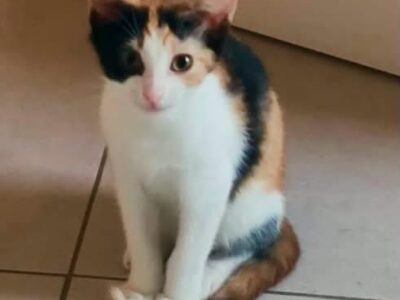 Feta