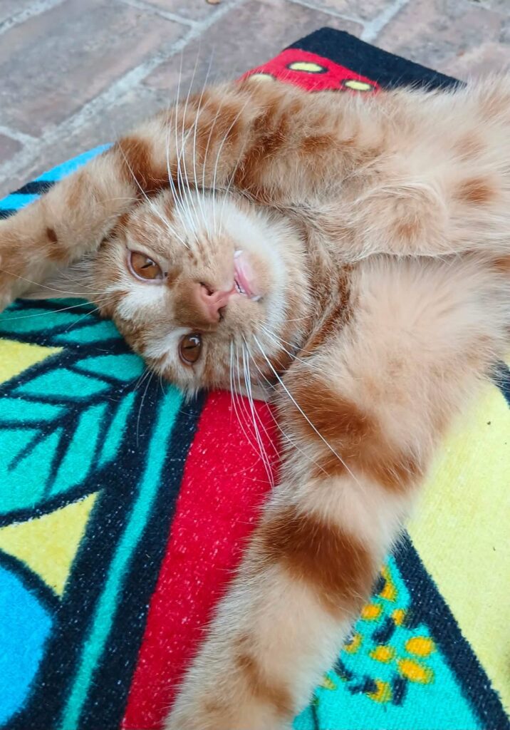 Roucky