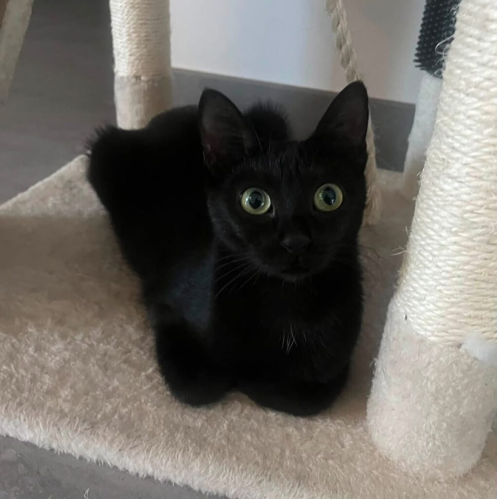 MAYA