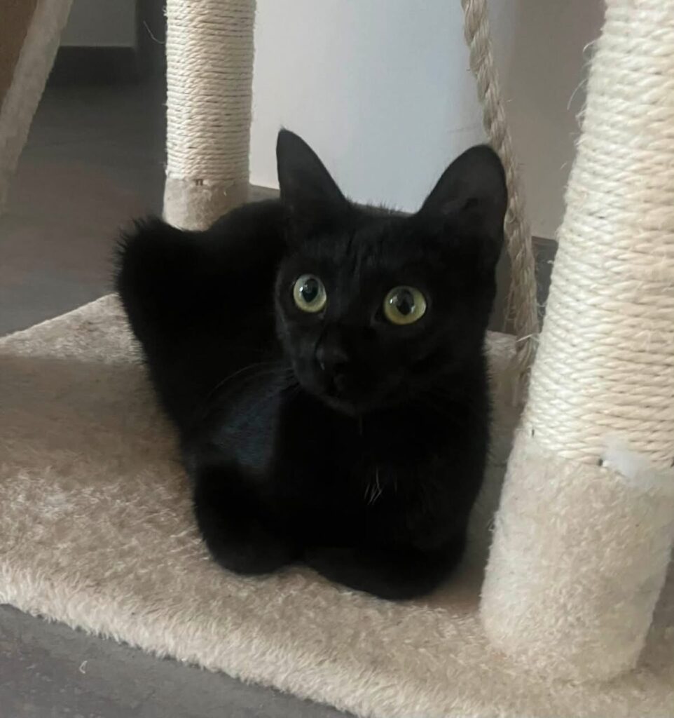 MAYA