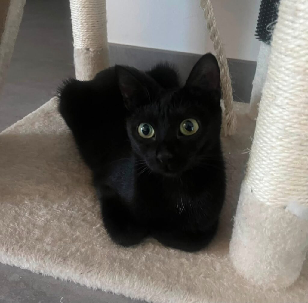 MAYA