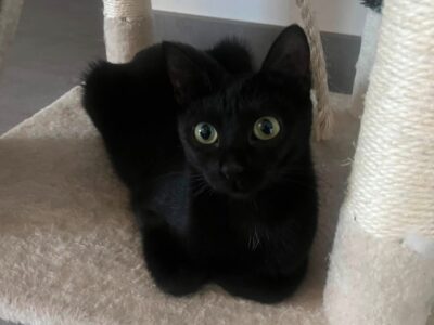 MAYA