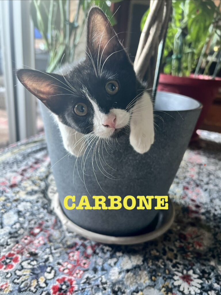 CARBONE ET TITANE