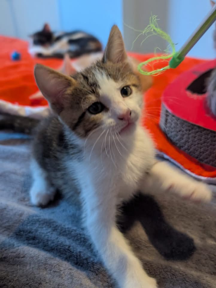 BANJO