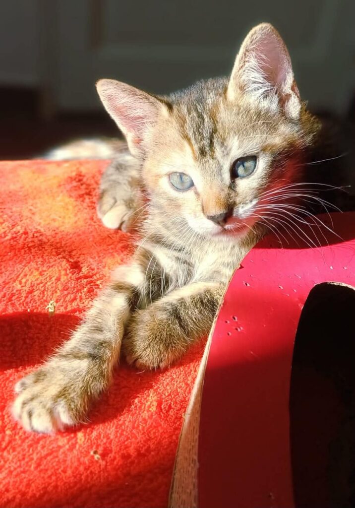 MELBA