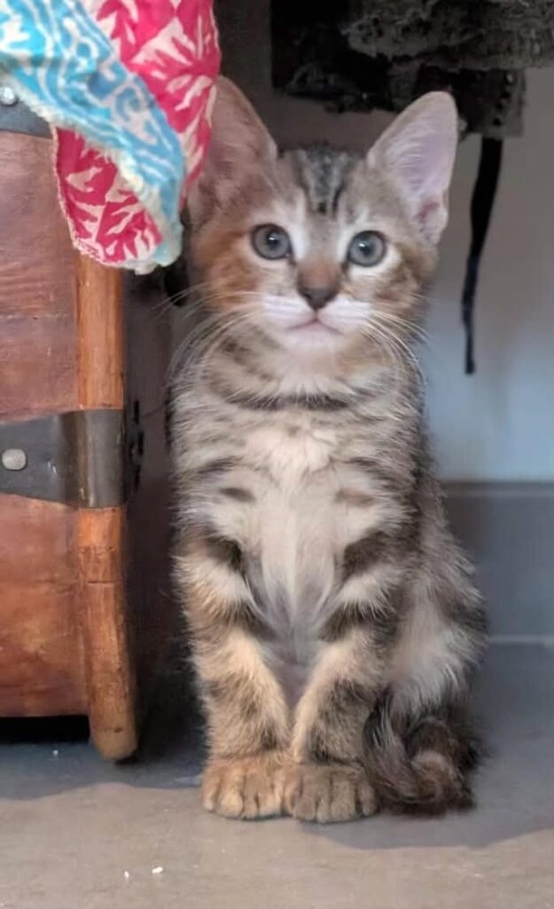 MELBA
