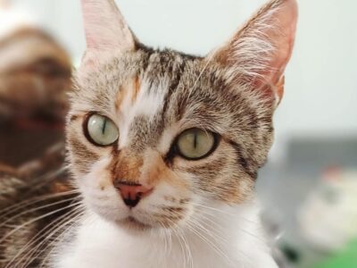 THELMA
