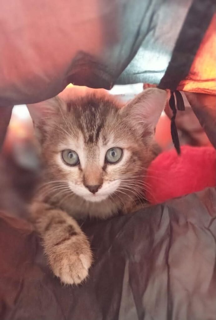 MELBA