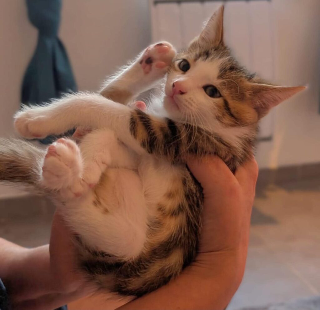 BANJO