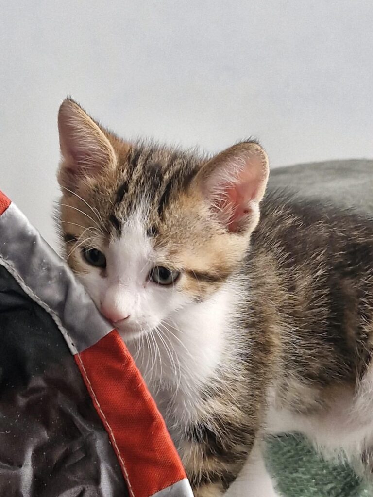 BANJO